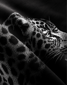 Leopard tee